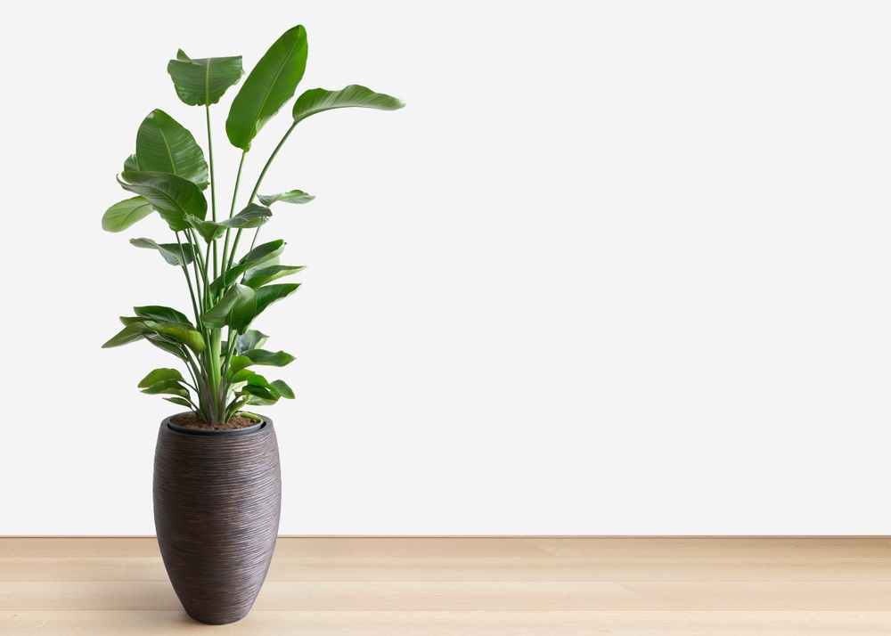 Lees meer over het artikel Leuke extra’s bij kamerplanten